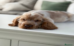 Cocker Spaniel dogs for sale: Show type cocker spaniels 🐶 ready now 🐶 - Image 9