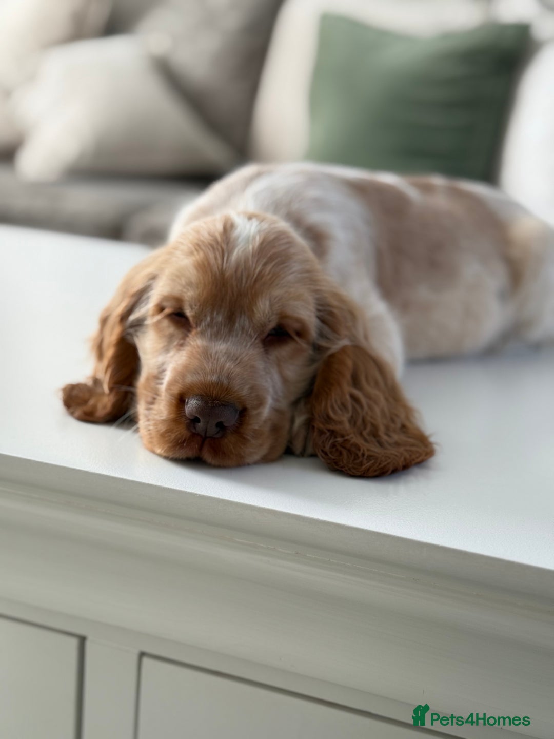 Cocker Spaniel dogs for sale: Show type cocker spaniels 🐶 ready now 🐶 - Image 9