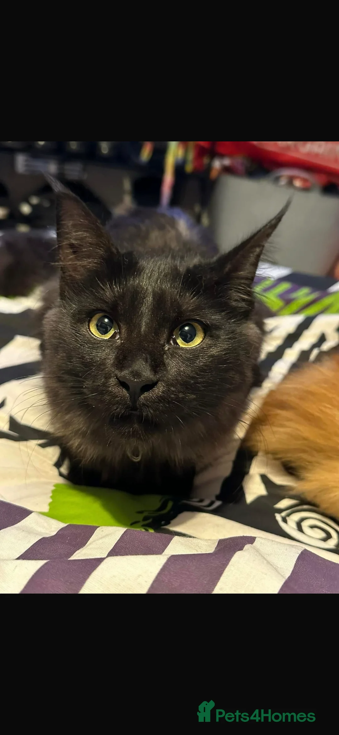 Maine Coon cats for sale: 3 beautiful Mainecoons  in Stratford-upon-Avon - Advert 1