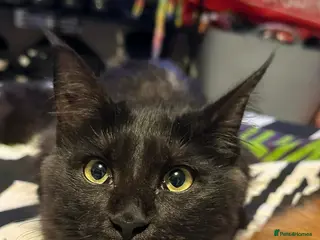 Maine Coon cats 3 beautiful Mainecoons - Advert 2