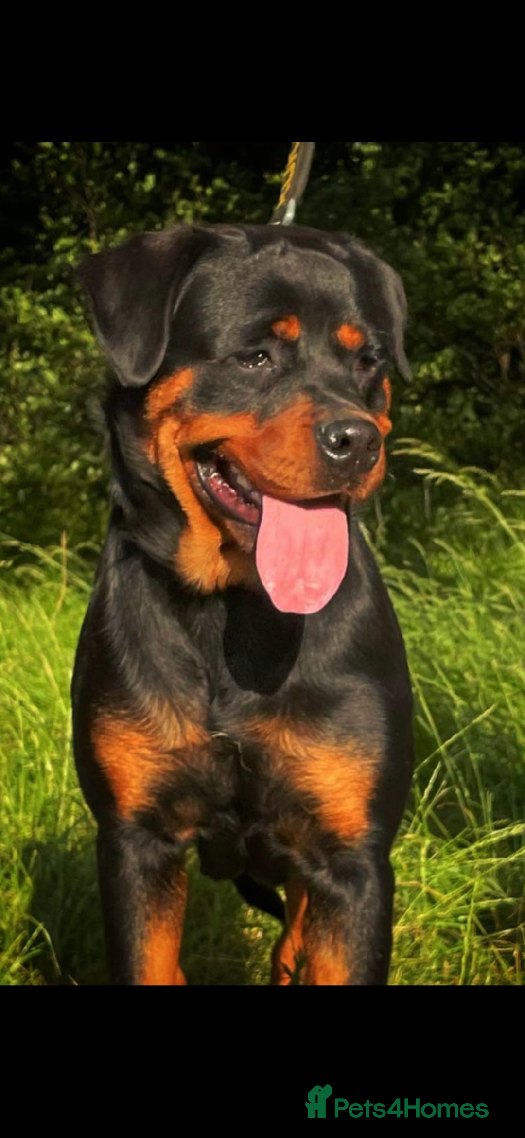 Rottweiler dogs for sale: Stunning Rottweiler Puppies  - Advert 22