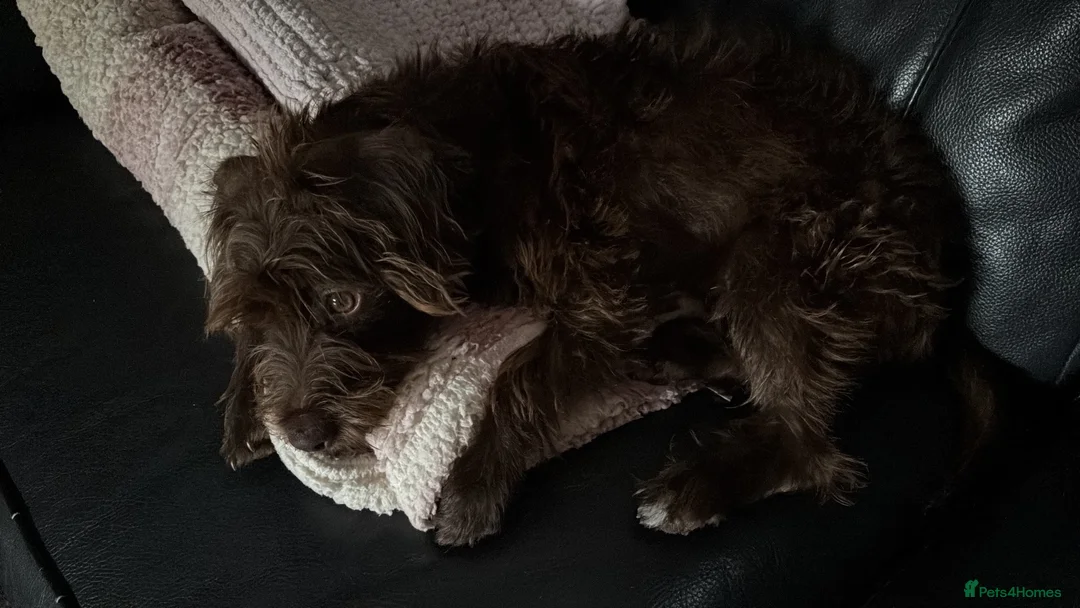 Mixed Breed dogs for sale: Loverly 7 month old patterdale  - Advert 4