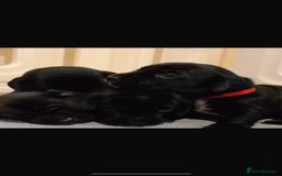 Mixed Breed dogs for sale: Dockers! Beautiful 3 girls left READY NOW  - Advert 17