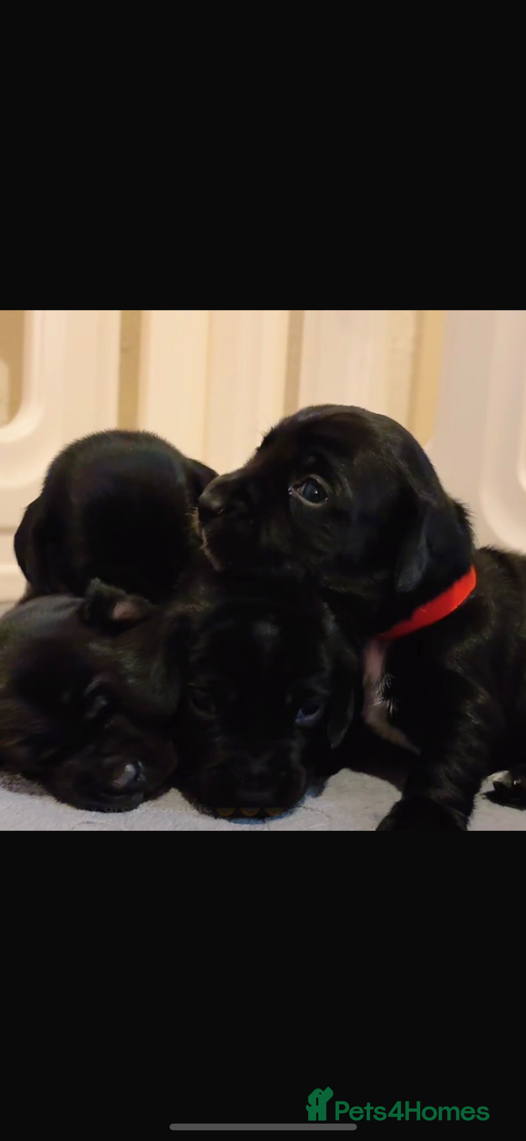 Mixed Breed dogs for sale: Dockers! Beautiful 3 girls left READY NOW  - Advert 17