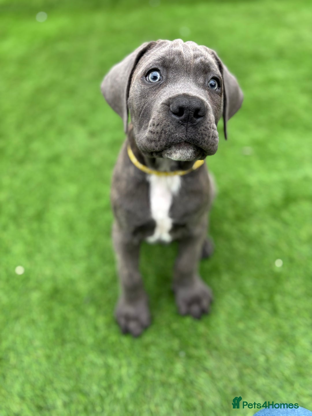 Cane Corso dogs for sale: Cane Corso Pups  - Image 5
