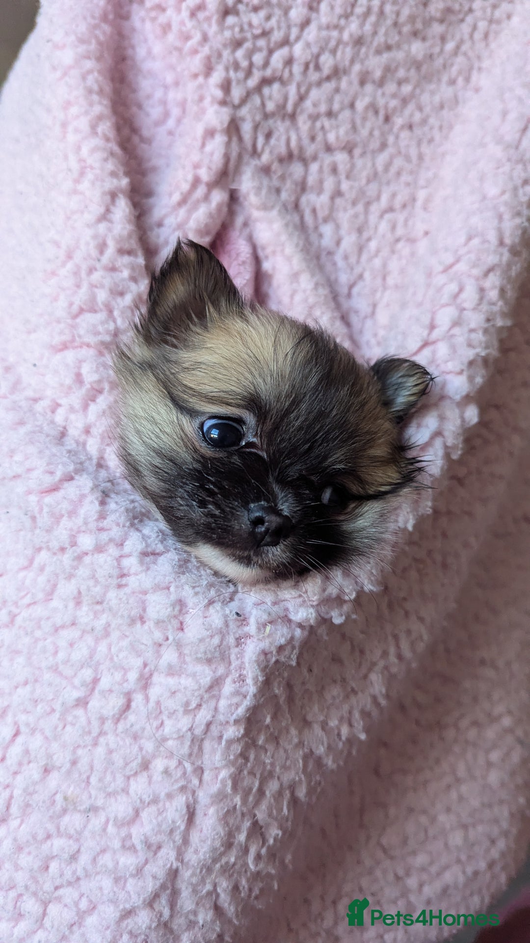 Chihuahua dogs for sale: Pocket size longhaired Beautiful Chihuahua Girl - Advert 3