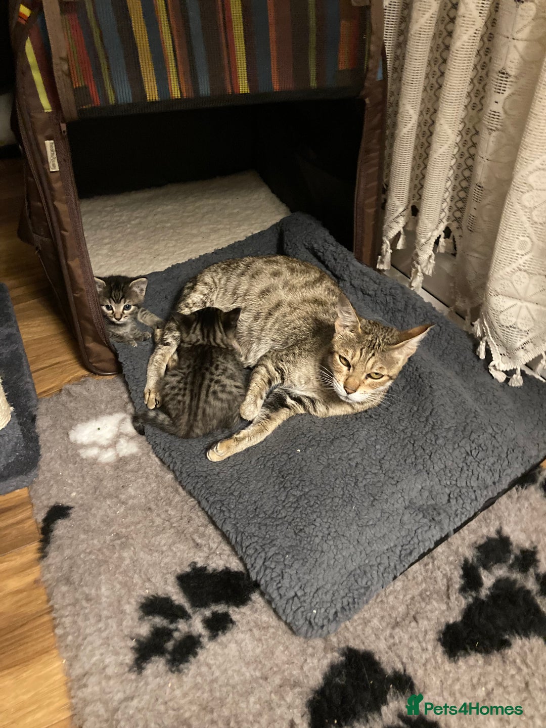 Savannah cats for sale: Beautiful Male Savannah Kitten for sale - Advert 10