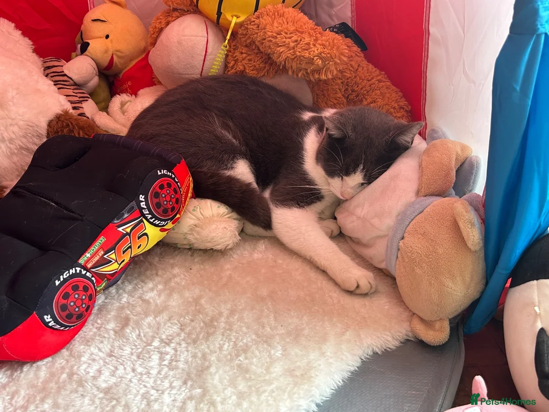 Ragdoll cats for sale: Male ragdoll x BSH 11months - Advert 7