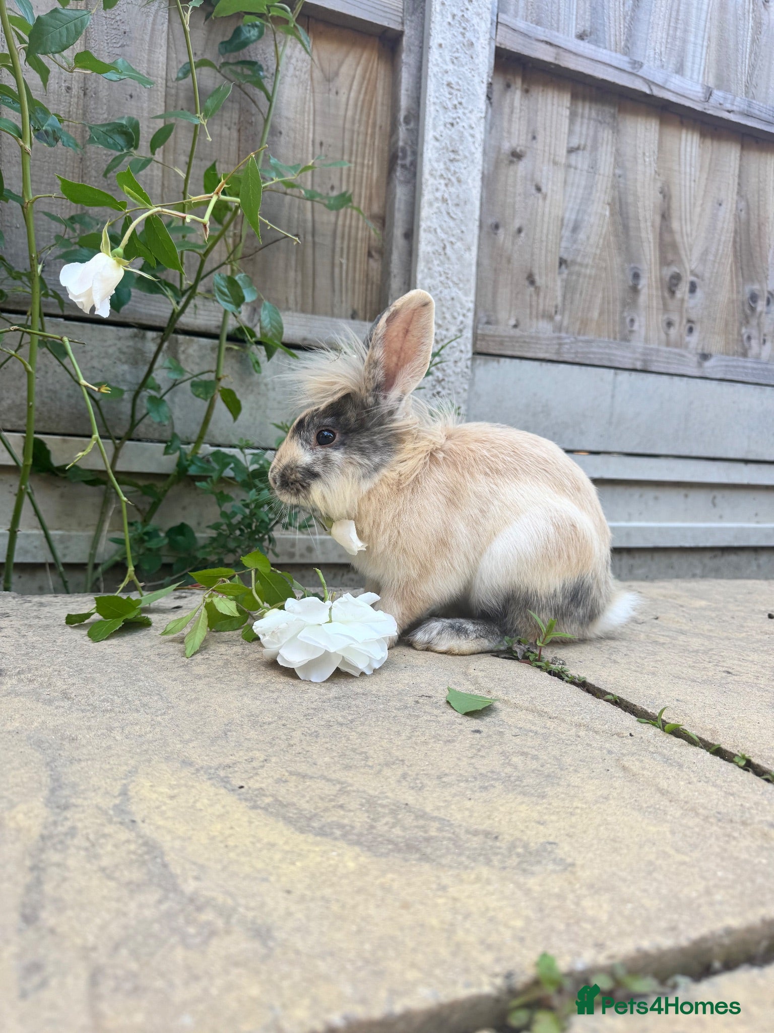 Lionhead rabbits Lionhead bunny - Advert 1