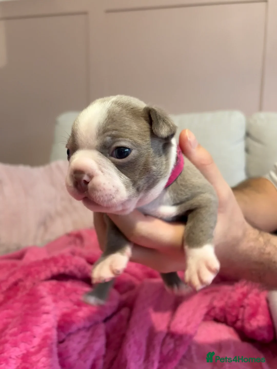 Boston Terrier dogs for sale: Rare Champaign KC Boston Terrier - Advert 5
