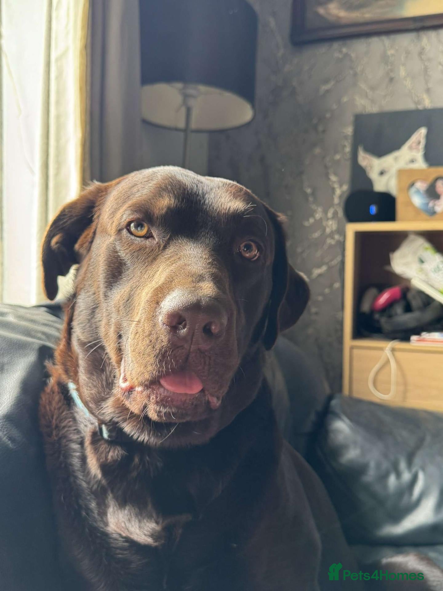 Labrador Retriever dogs Buddy - Advert 1
