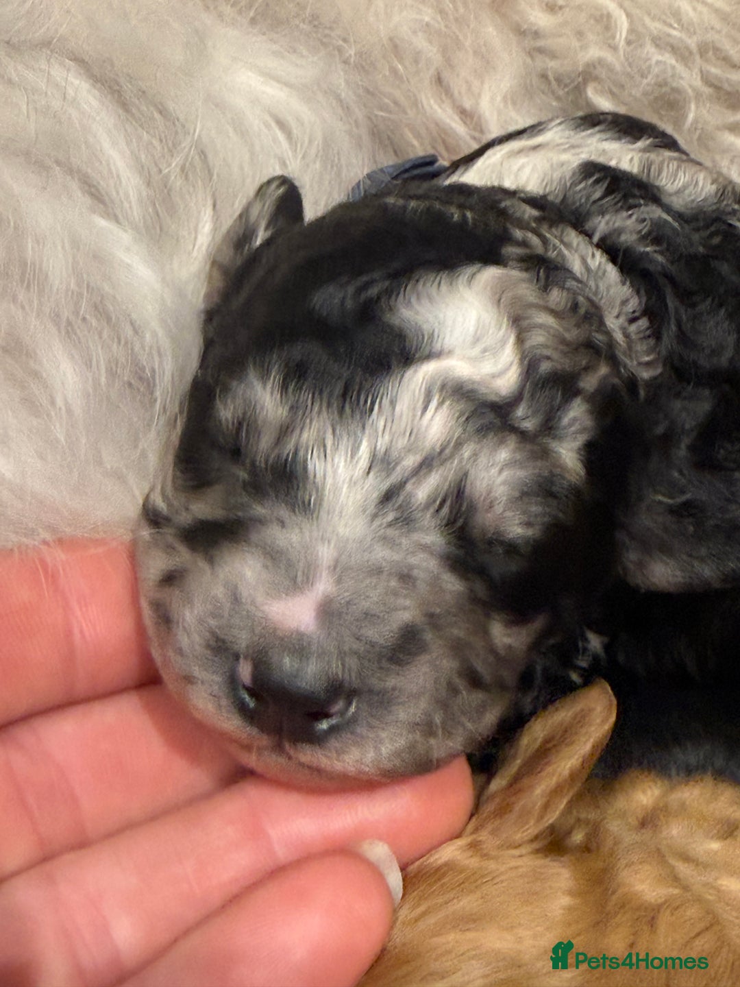 Bernedoodle dogs for sale: Miniature F1bs Bernedoodle  - Image 23