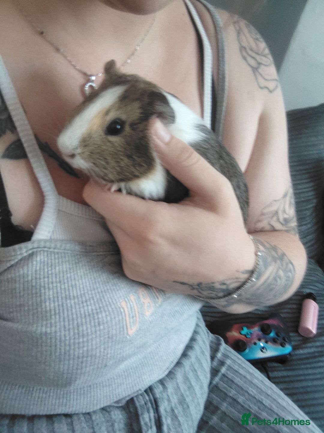 Guinea Pig rodents for sale: 2 female guinea pigs roughly 3 months old  - Image 4