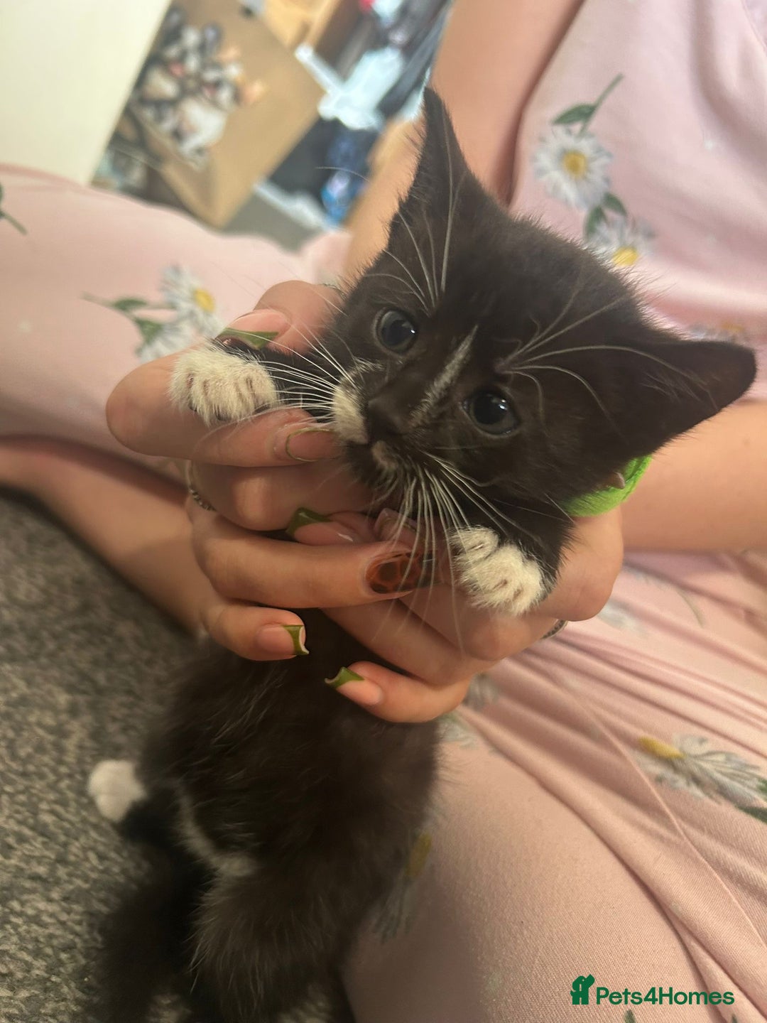 Mixed Breed cats for sale: Beautiful loving kittens - Image 4