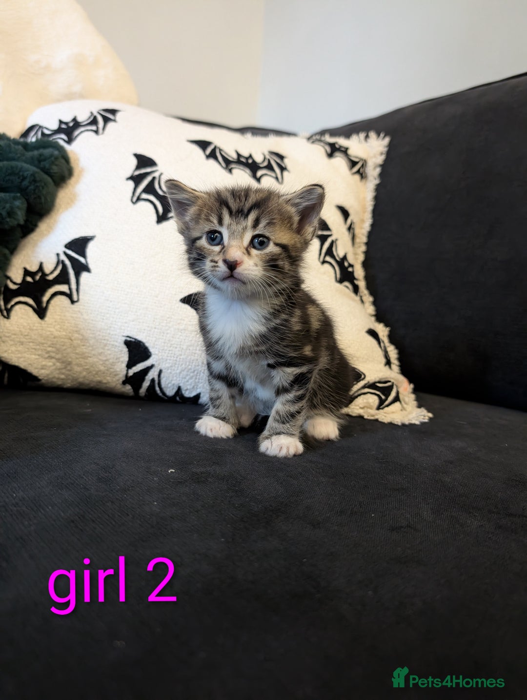 Mixed Breed cats for sale: Adorable kittens ready 12th October!! 🎃 - Image 3
