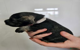 Miniature Schnauzer dogs for sale: Miniature schnauzer's due, KC, Mac, low COI - Image 24