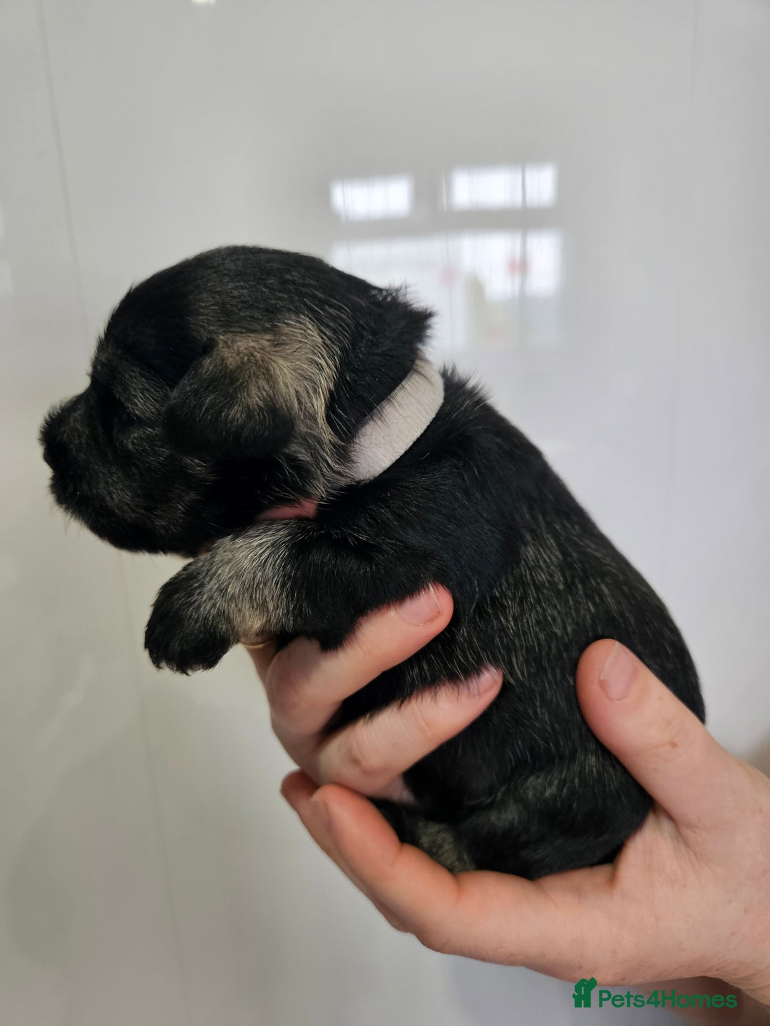Miniature Schnauzer dogs for sale: Miniature schnauzer's due, KC, Mac, low COI - Image 24