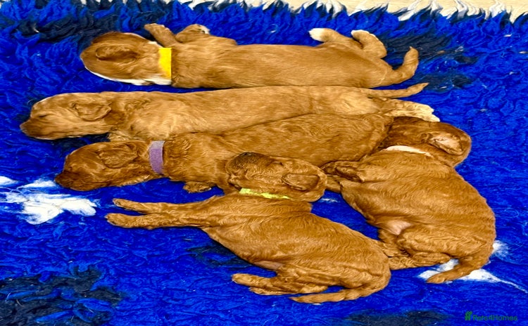 Cavapoo dogs - Advert 17
