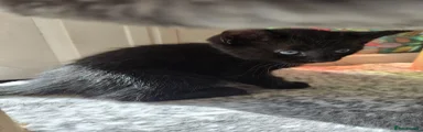 Mixed Breed Kitten 1