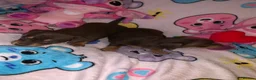Miniature Dachshund dogs for sale: 2 girl miniature Dachshund  - Advert 12