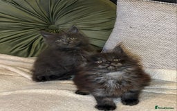 Maine Coon cats for sale: Gccf registered Adorable mainecoon kittens - Image 1