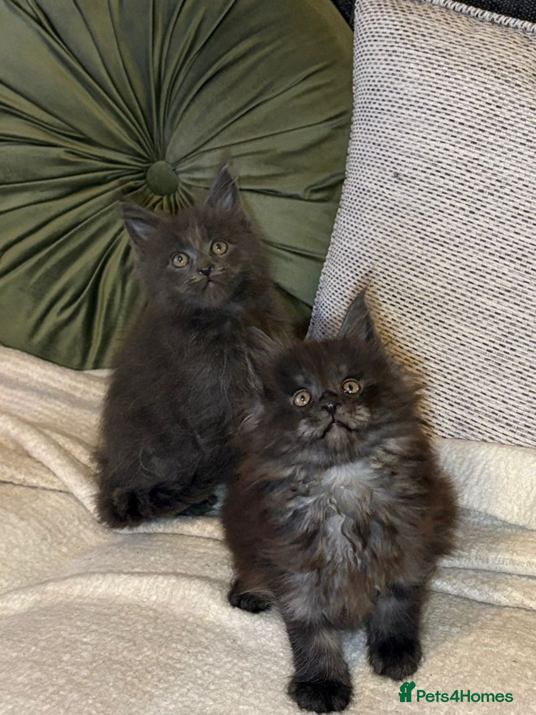 Maine Coon cats for sale: Gccf registered Adorable mainecoon kittens - Image 1