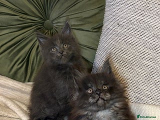 Maine Coon cats - Advert 5