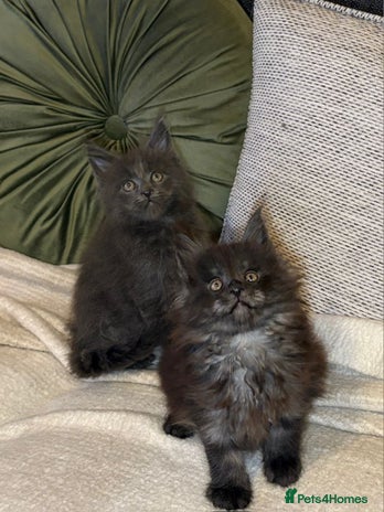 Maine Coon cats - Advert 3