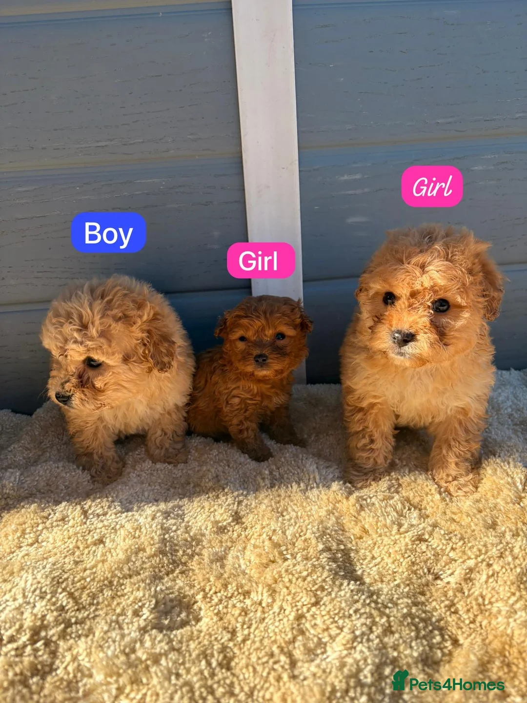 Cockapoo dogs for sale: Cocker poos - Advert 11