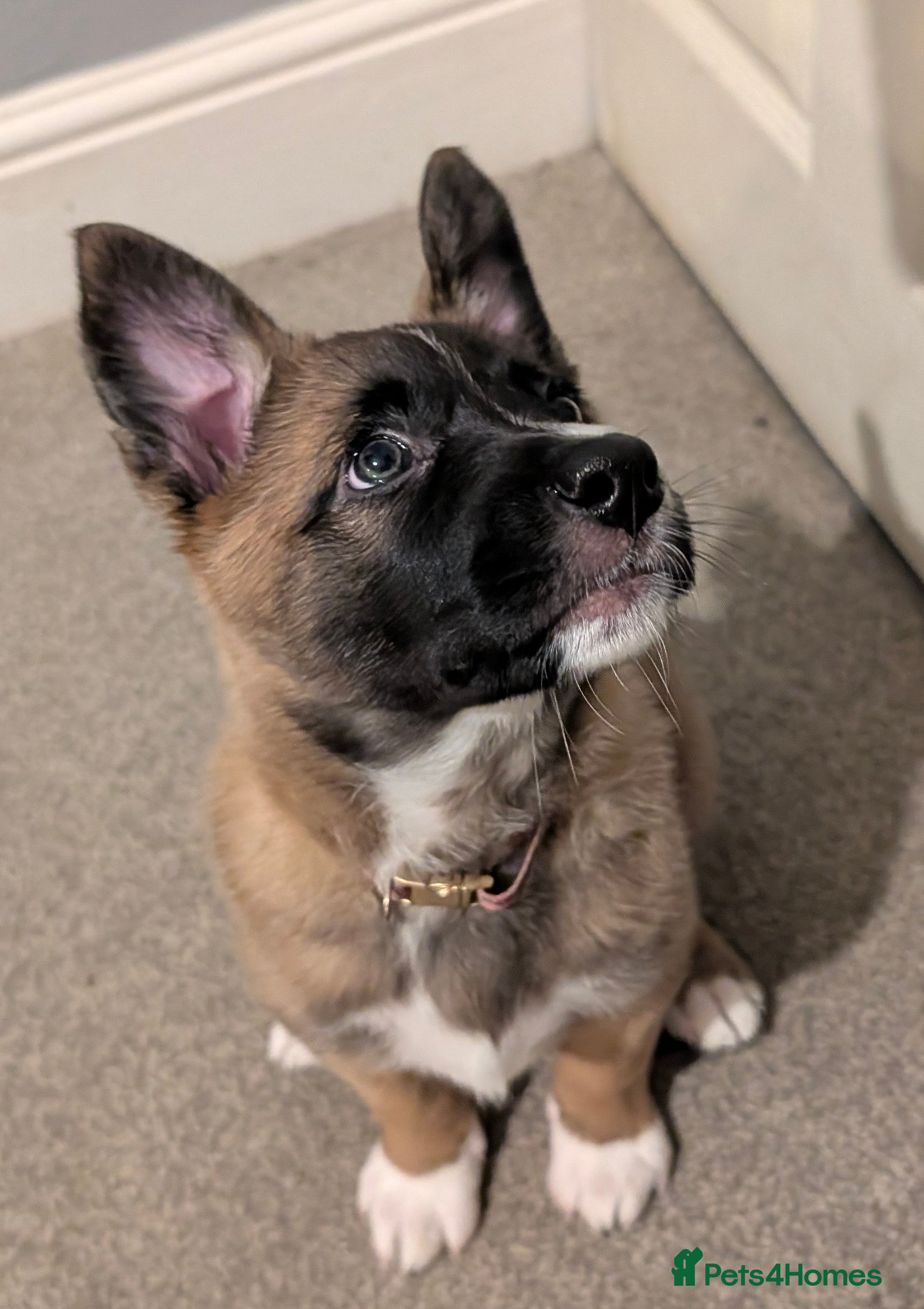 Mixed Breed dogs Belgian Malinois x Border Collie - Advert 16