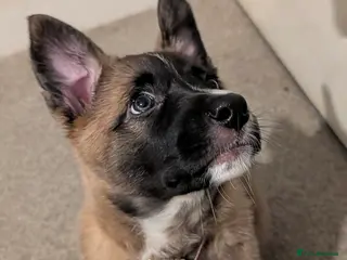 Mixed Breed dogs Belgian Malinois x Border Collie - Advert 16