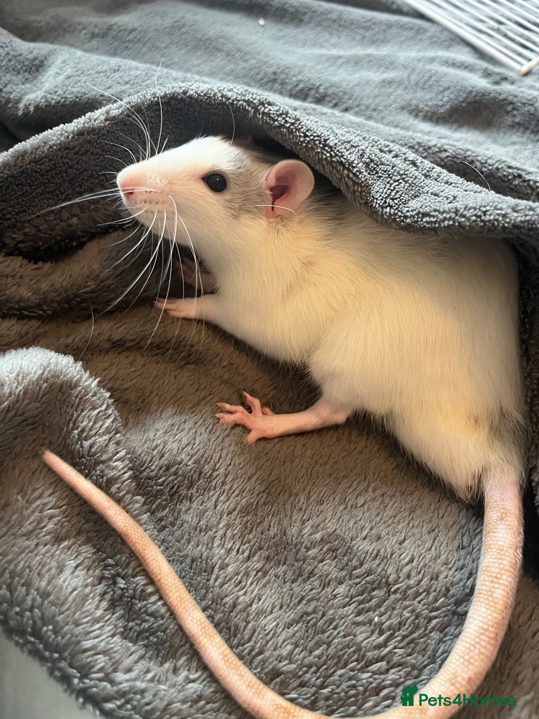 Rat rodents for sale: Unable to keep my boys due to moving  - Image 2