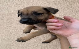 Mixed Breed dogs for sale: 12 beautiful baby's  - Image 7
