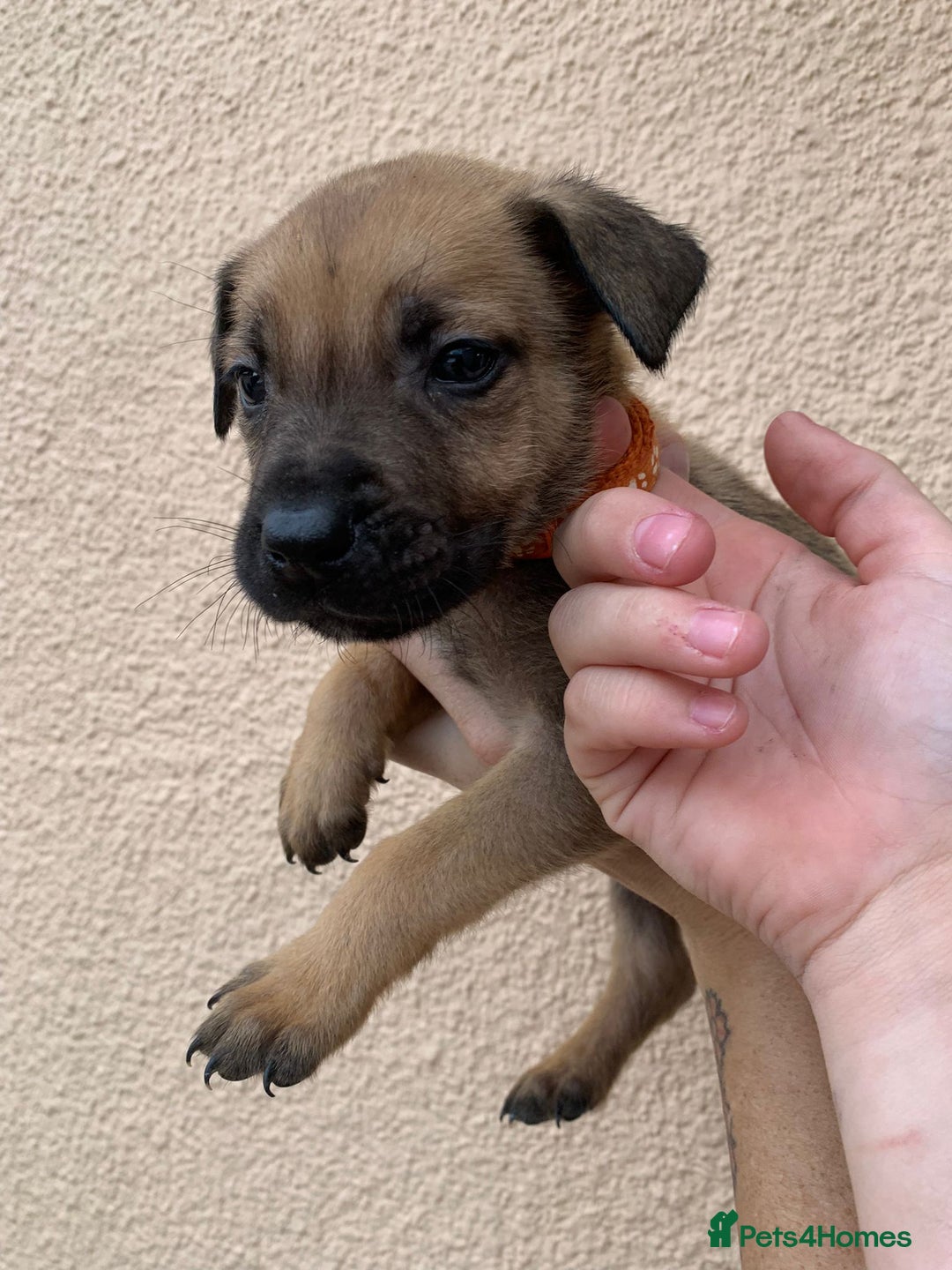 Mixed Breed dogs for sale: 12 beautiful baby's  - Image 7
