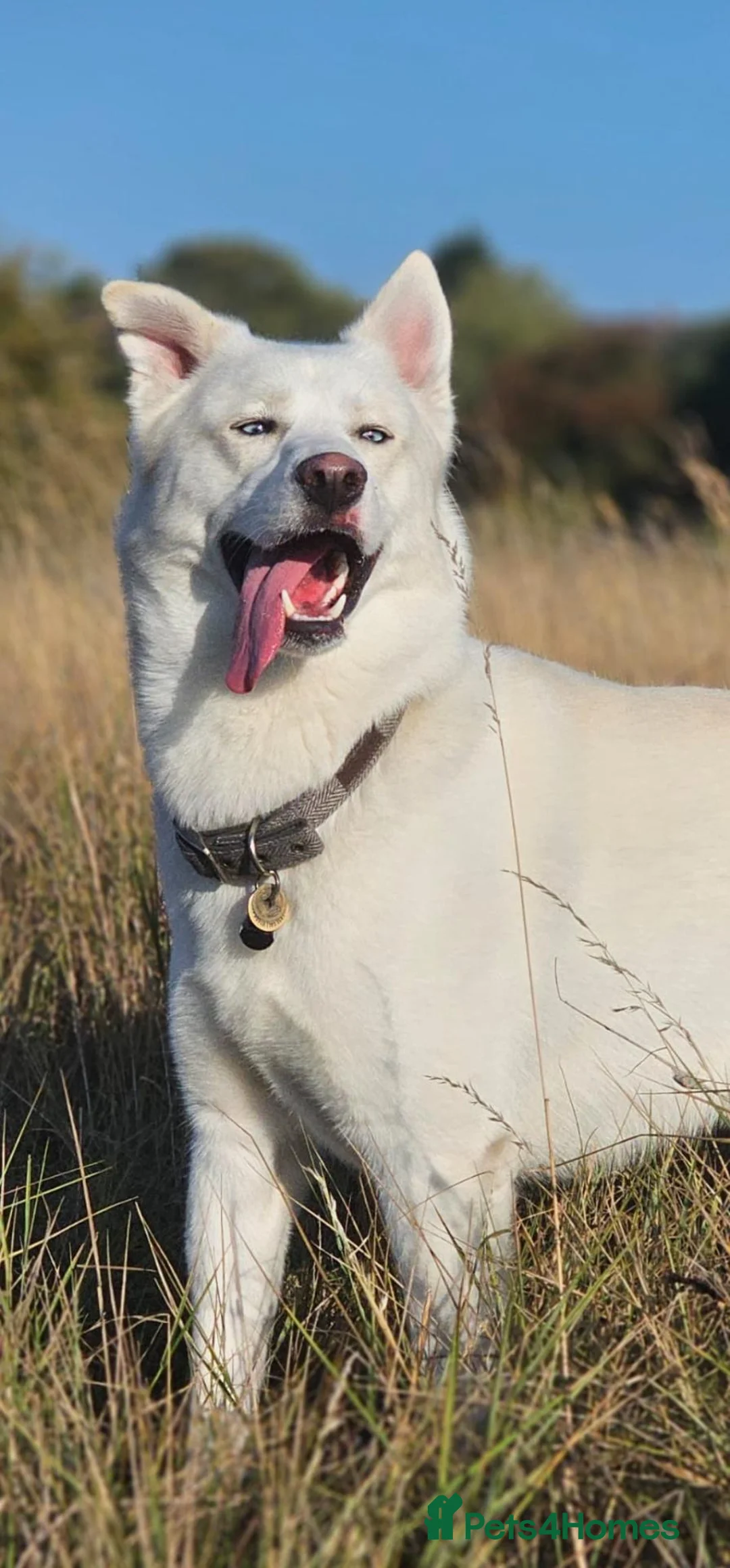 Mixed Breed dogs for stud:  Beautiful Husky mix for stud in Hinckley - Advert 2