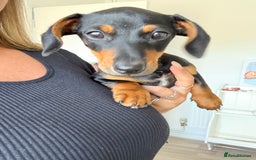 Miniature Dachshund dogs for sale: Lenny  - Image 6