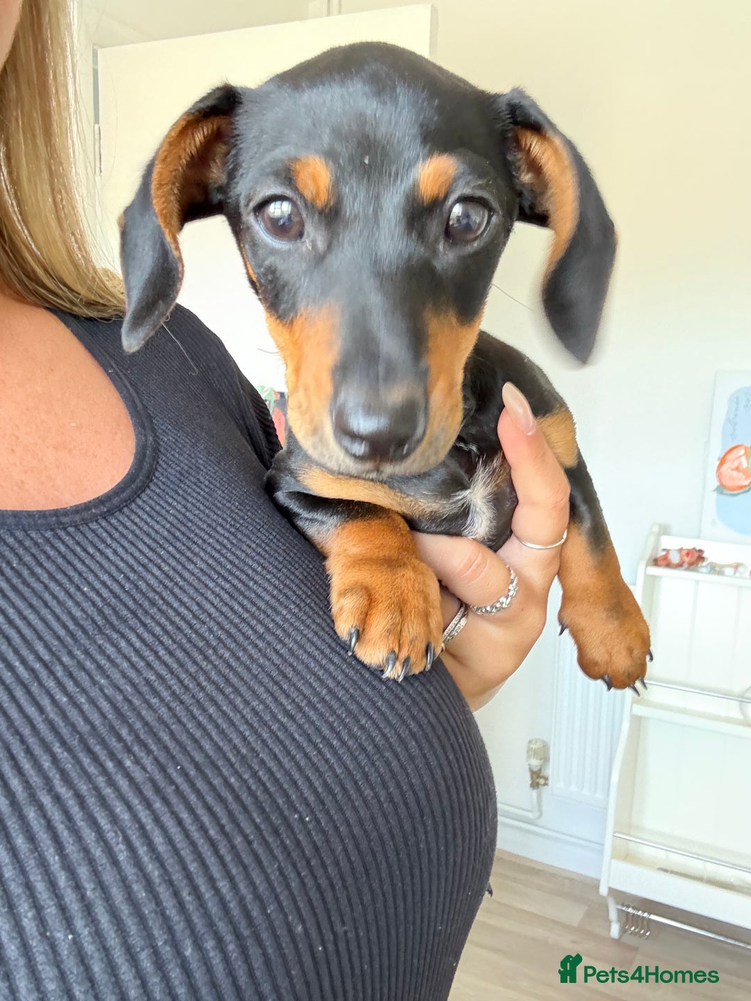 Miniature Dachshund dogs for sale: Lenny  - Image 6