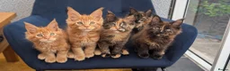 Maine Coon cats for sale: Tica Registered Maine coon kittens - Advert 7