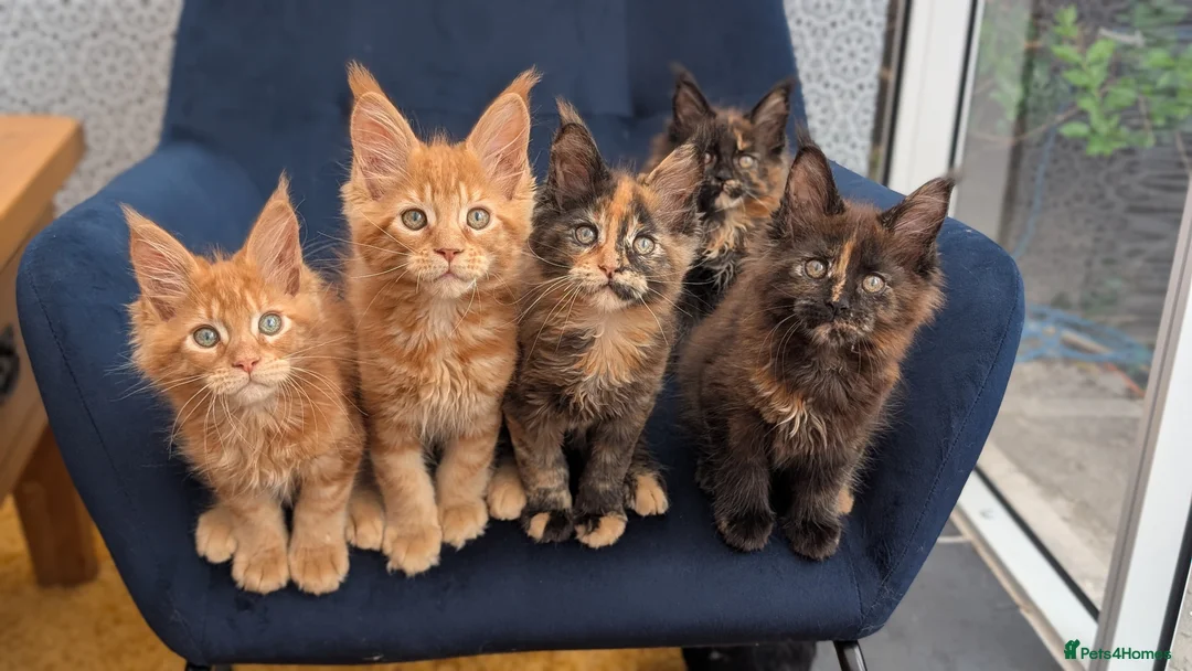 Maine Coon cats for sale: Tica Registered Maine coon kittens - Advert 7