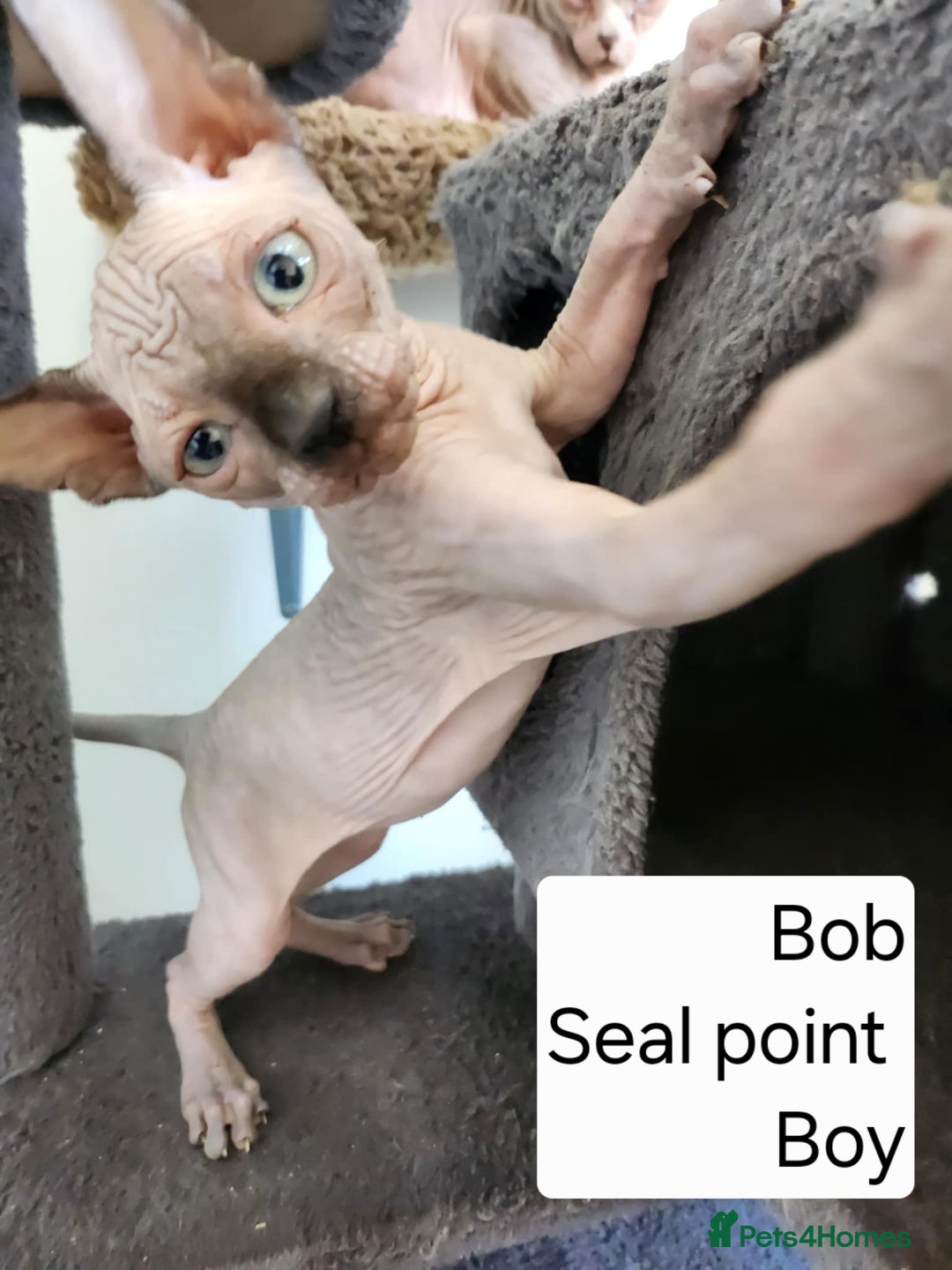 Sphynx cats for sale: REDUCED Ready now qualityTica Canadian kittens - Image 17