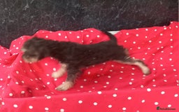 Mixed Breed dogs for sale: Beautiful Shcnauzer cross Cavaliers for sale - Image 6