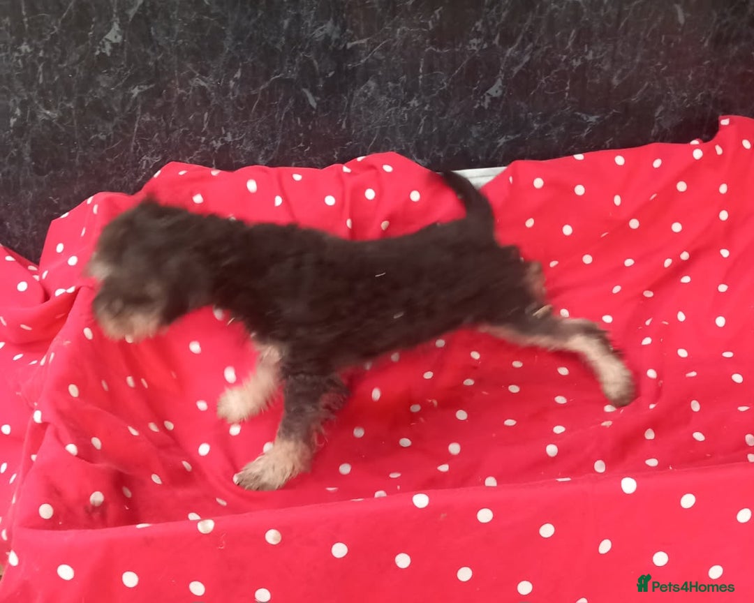 Mixed Breed dogs for sale: Beautiful Shcnauzer cross Cavaliers for sale - Image 6
