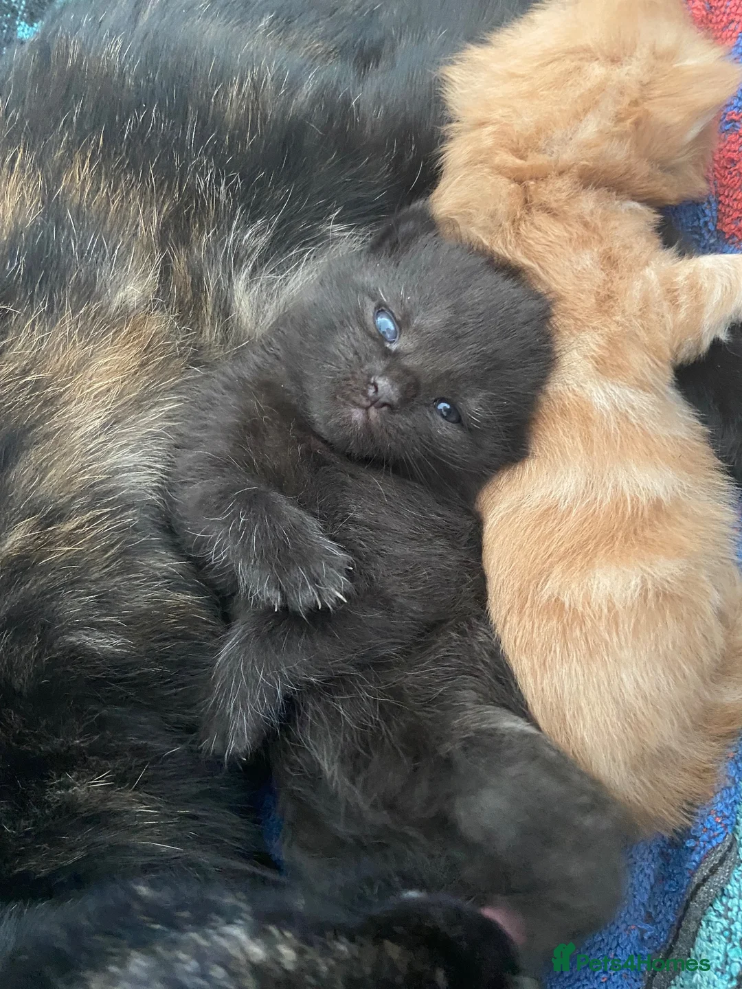 Mixed Breed cats for sale: 3 kittens  - Advert 8