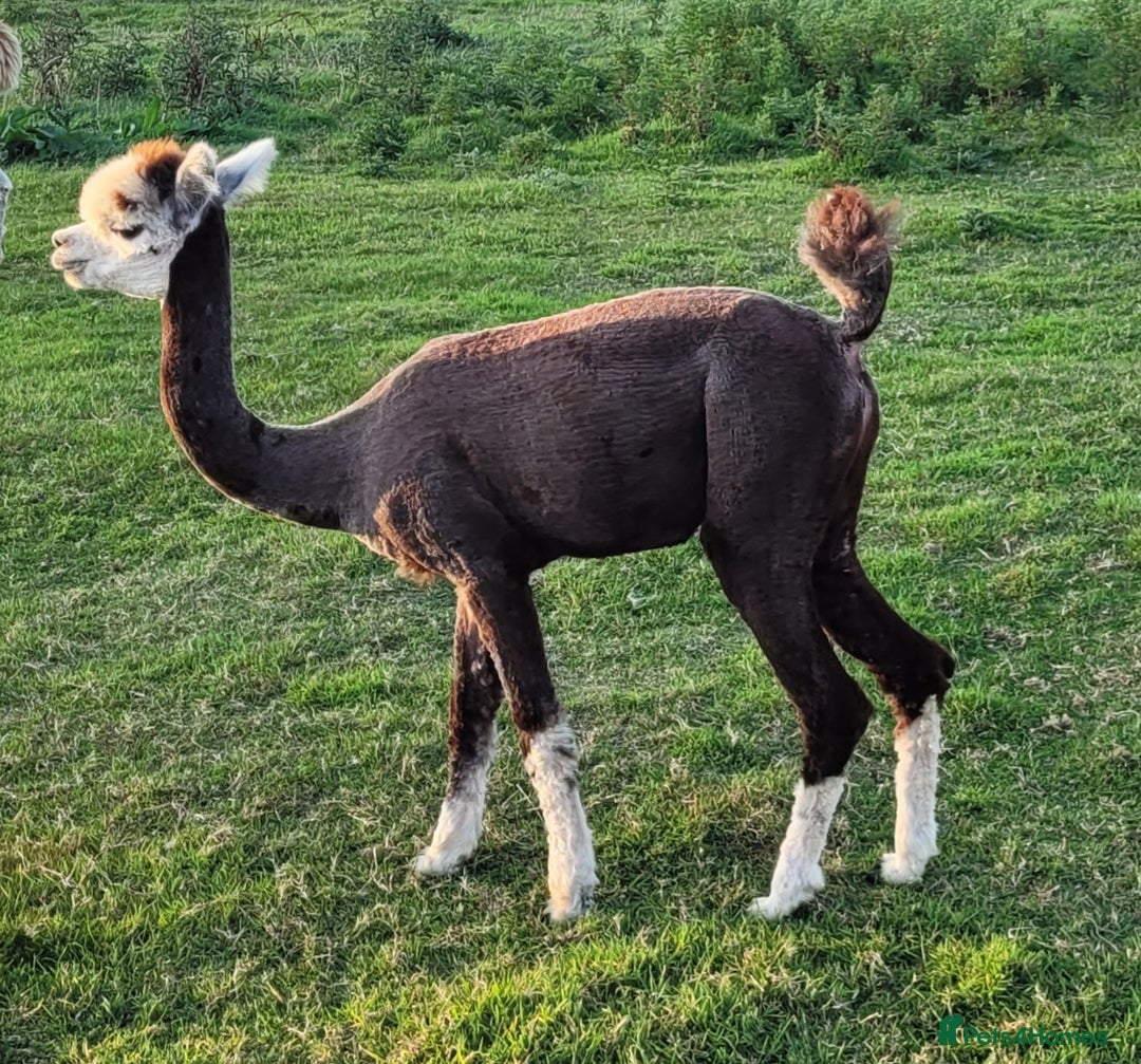 Alpaca livestock for sale: Alpacas for Sale - Advert 17