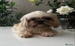 Mixed Breed dogs for sale: Pomeranian cross Shih Tzu puppies for sale - Image 5