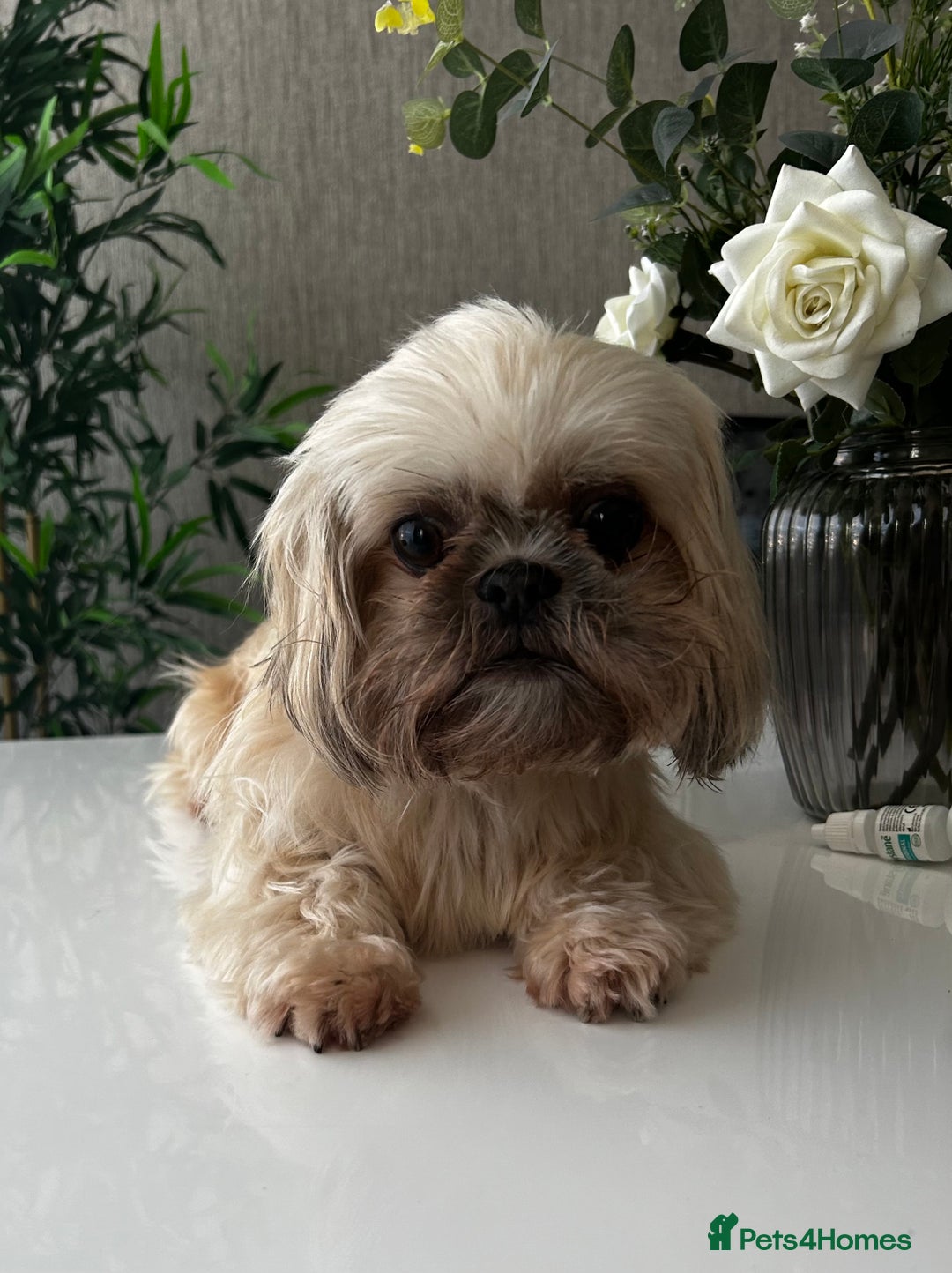 Mixed Breed dogs for sale: Pomeranian cross Shih Tzu puppies for sale - Image 5