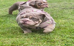 English Bulldog dogs for sale: Final Female English Bulldog available - Image 26