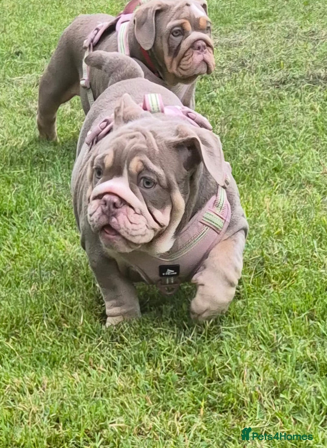 English Bulldog dogs for sale: Final Female English Bulldog available - Image 26
