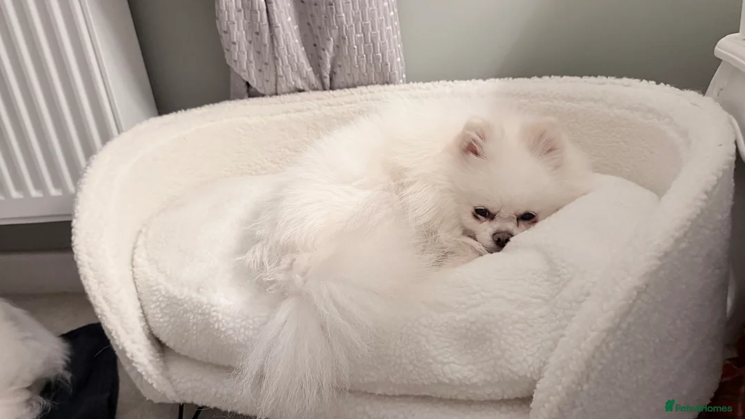 Pomeranian dogs for sale: Male Pomeranian for sale teddy bears  **  in Boston - Advert 2