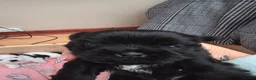 Malshi dogs for sale: Malshi  in Doncaster - Advert 3